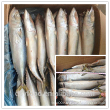 fujian seafood factory of atlantic mackerel (scomber combru)